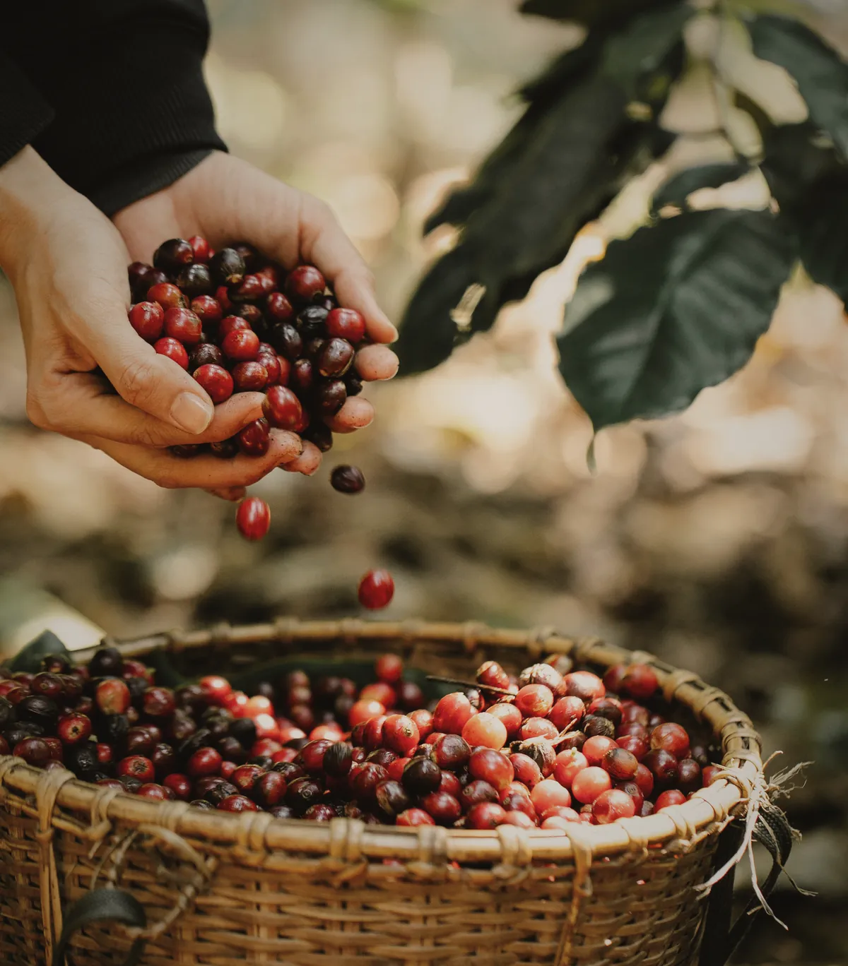 Two hands letting a handful of red and dark cherries fall into a woven basket that is nearly full.