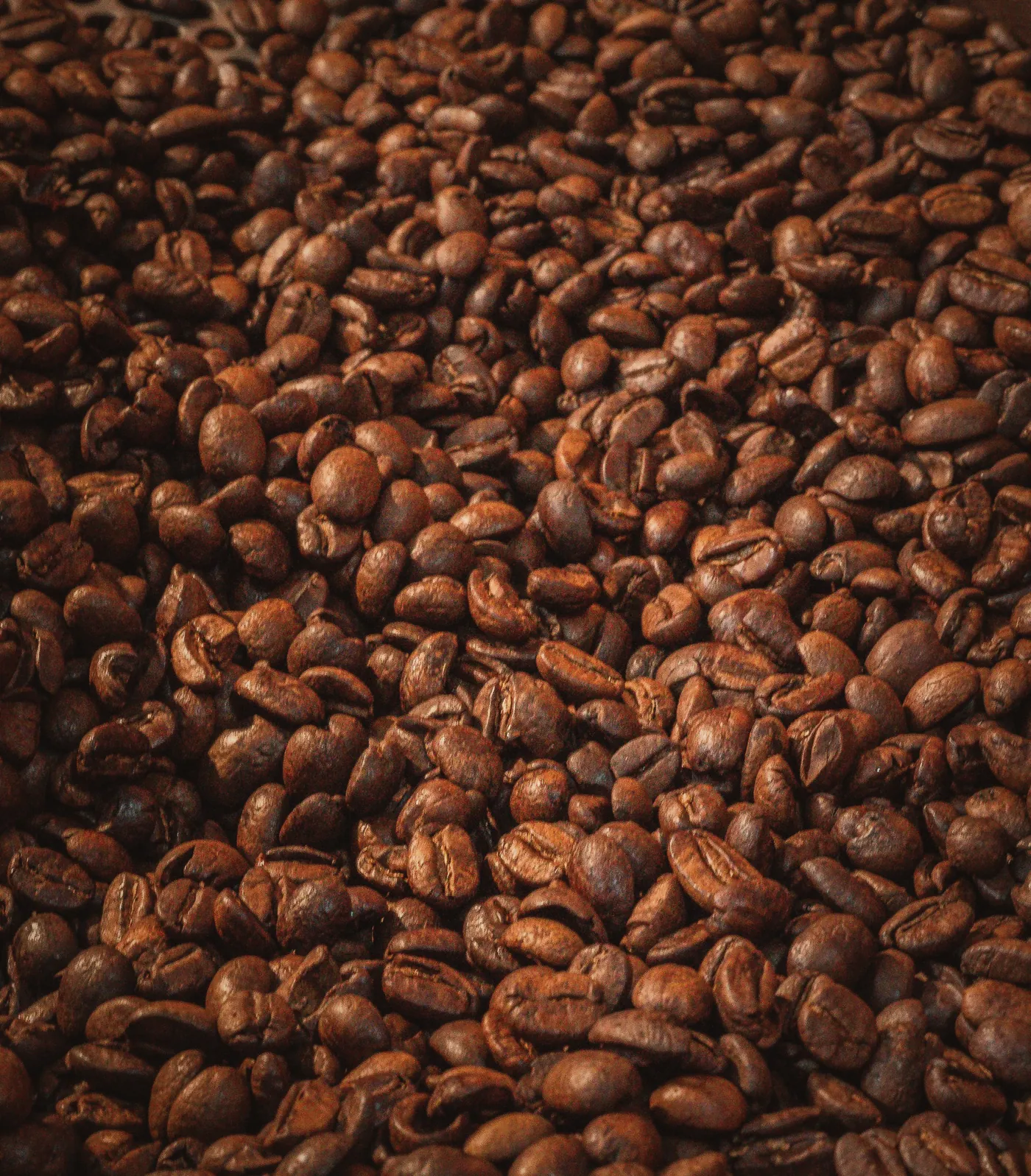 Freshly roasted, light-brown coffee beans heaped in a steel cooling tray, matte rather than oily.
