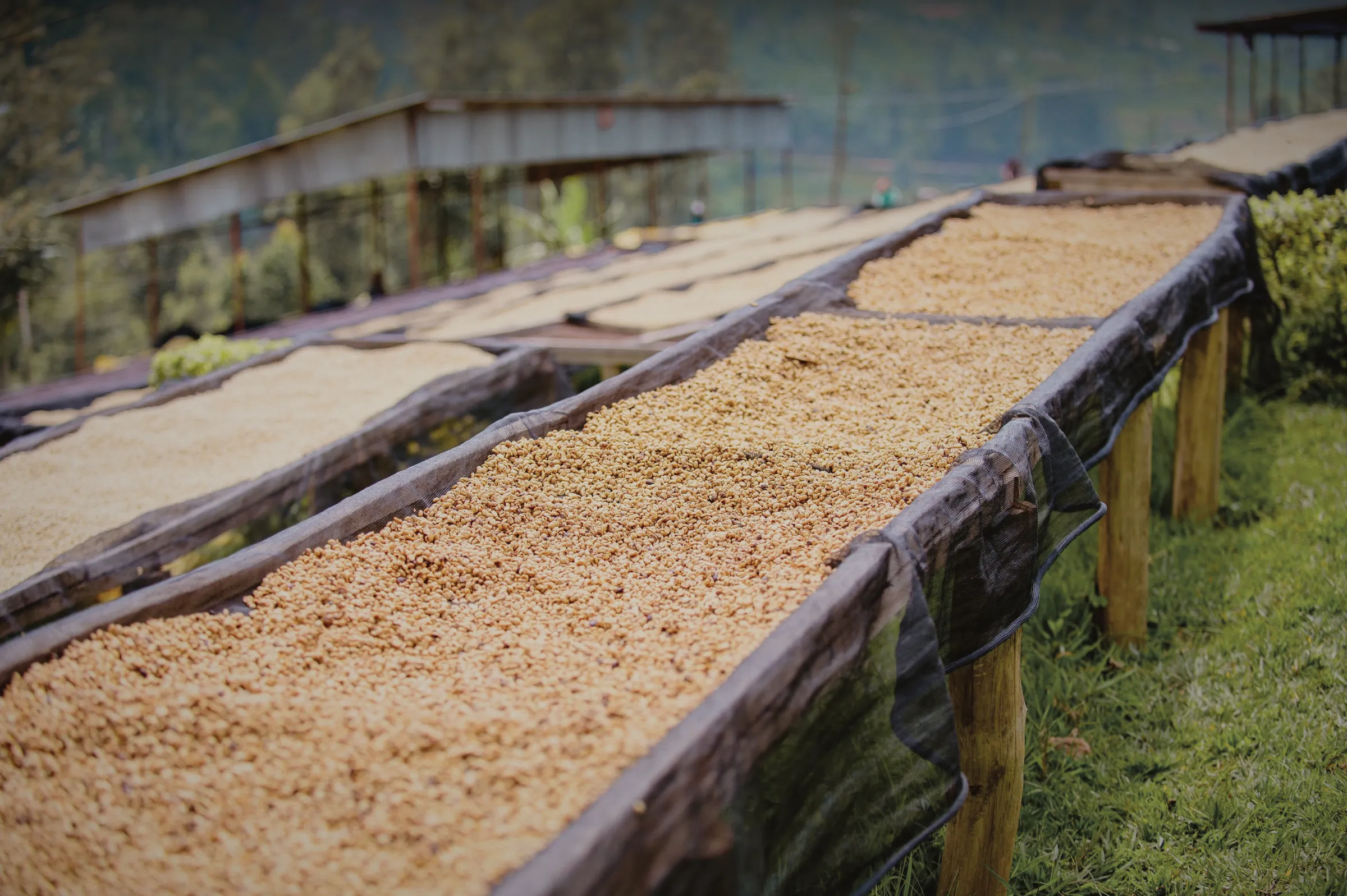 Long raised drying beds of pale parchment coffee under a shelter, a green hillside behind.
