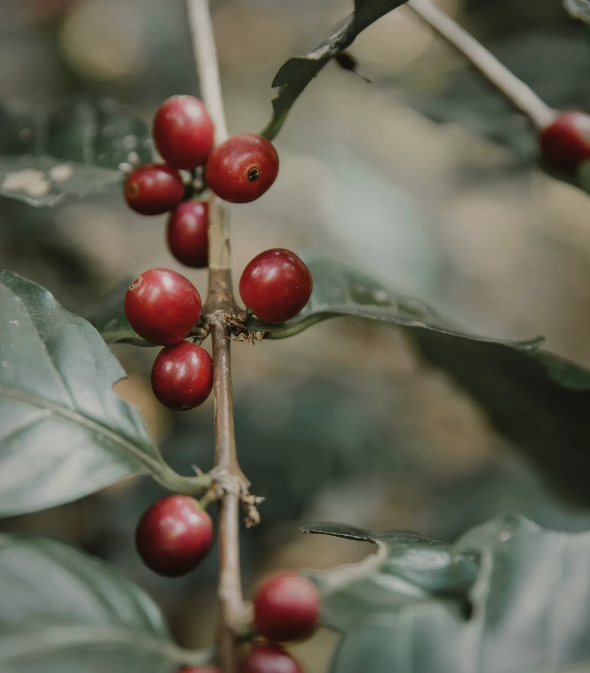 A single coffee branch hung with ripe red cherries, glossy leaves on either side.