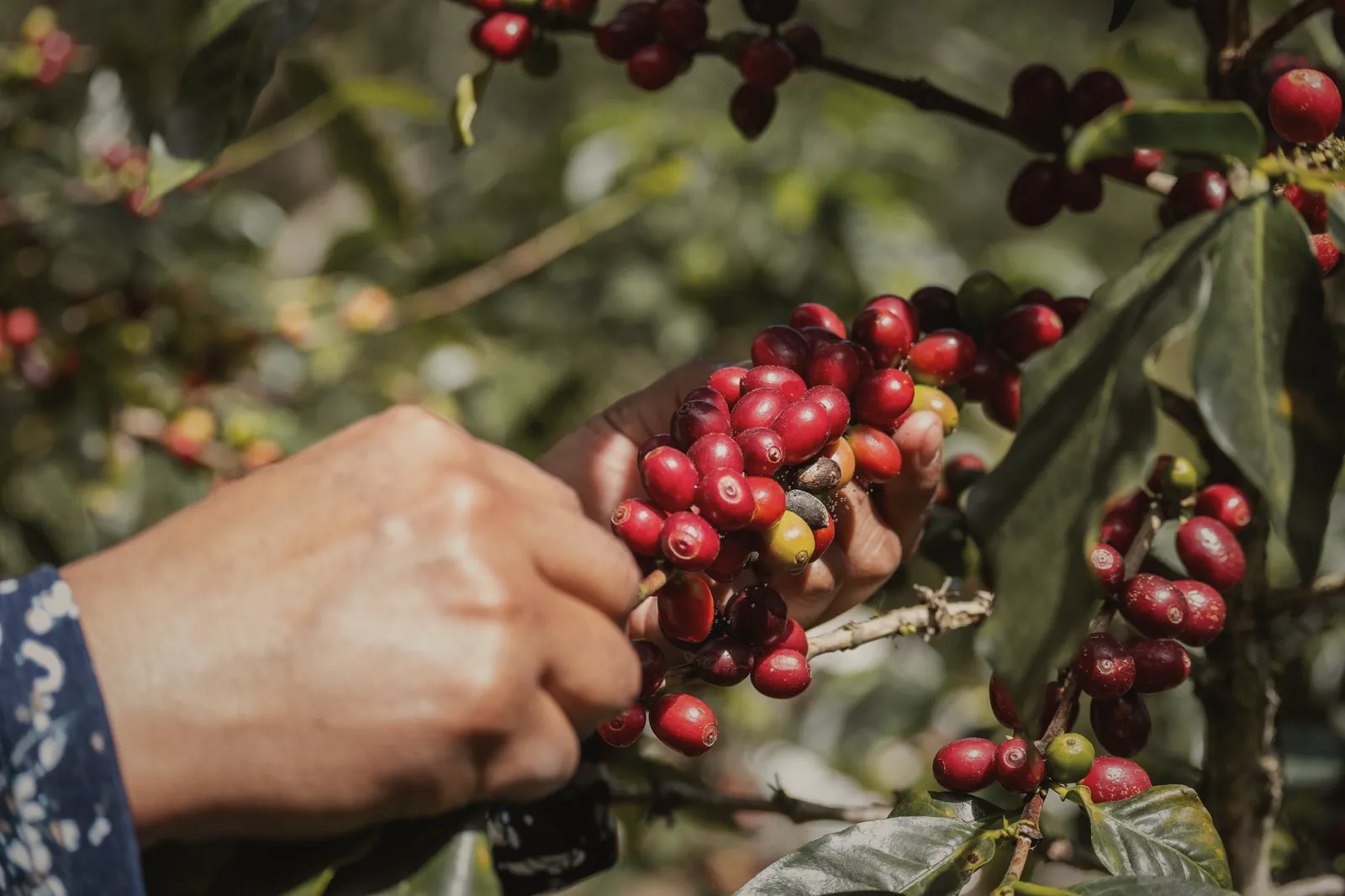 A hand reaching into a coffee tree to pick a cluster of fully red cherries.