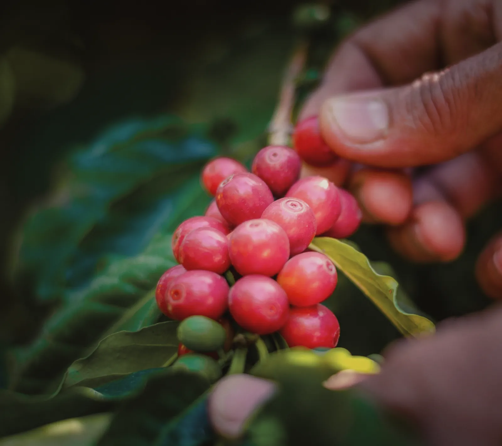 Close-up of fingers picking a cluster of ripe red coffee cherries from the branch.