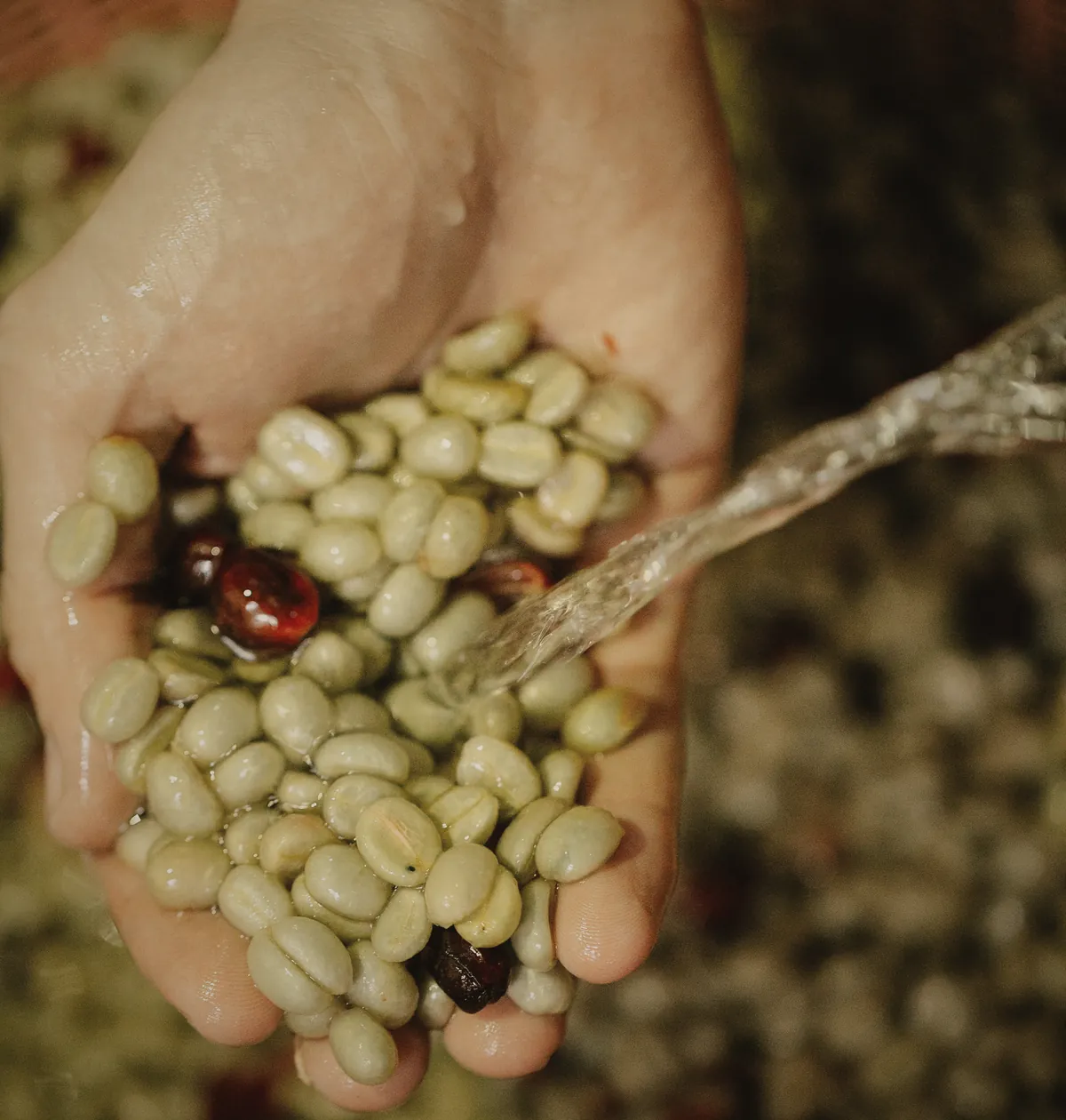 Water poured over a handful of washed coffee beans, pale and slick, one dark cherry still among them.