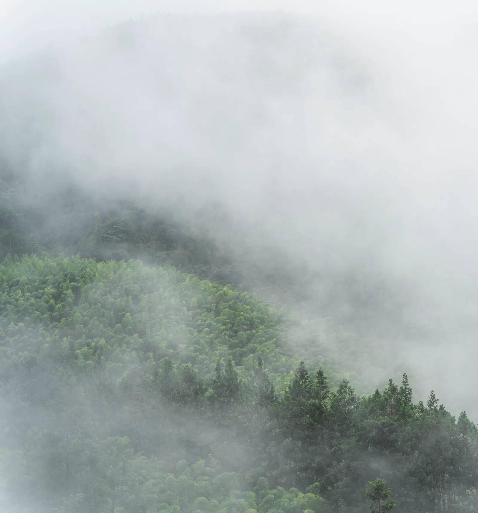 Fog rolling over forested hills in Lugu Township, the pale mist almost hiding the ridge.