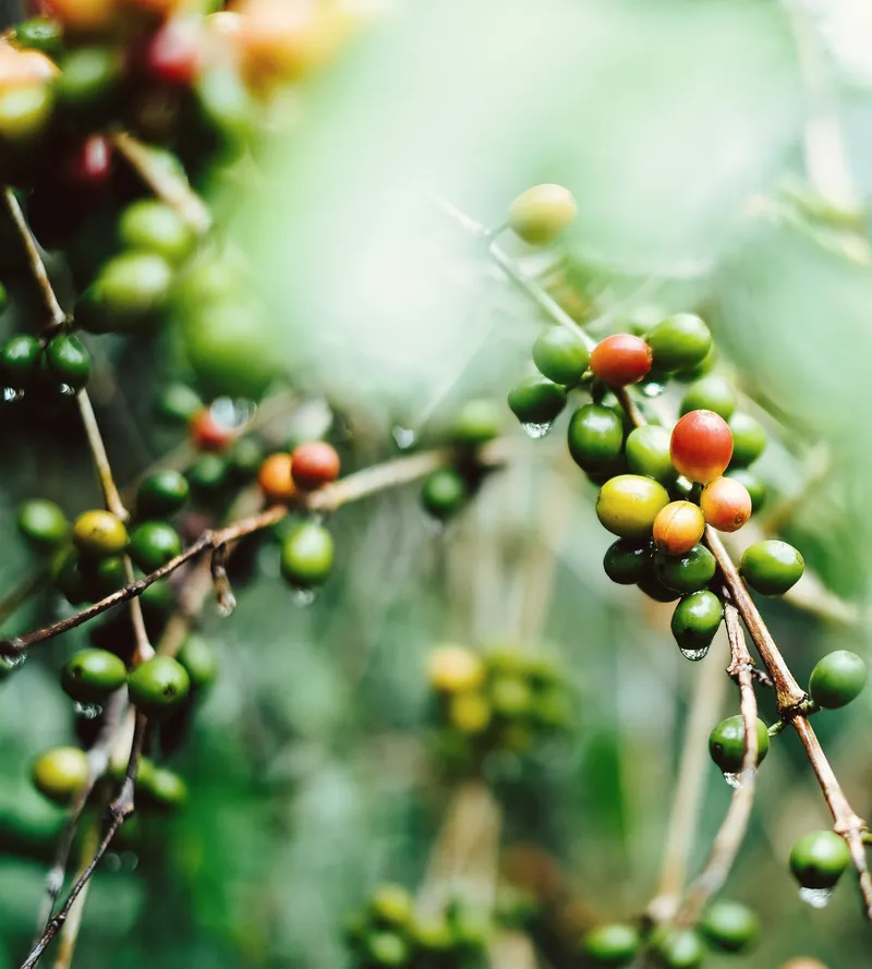 Coffee cherries ripening on a branch, most still green, a few turned red and orange.