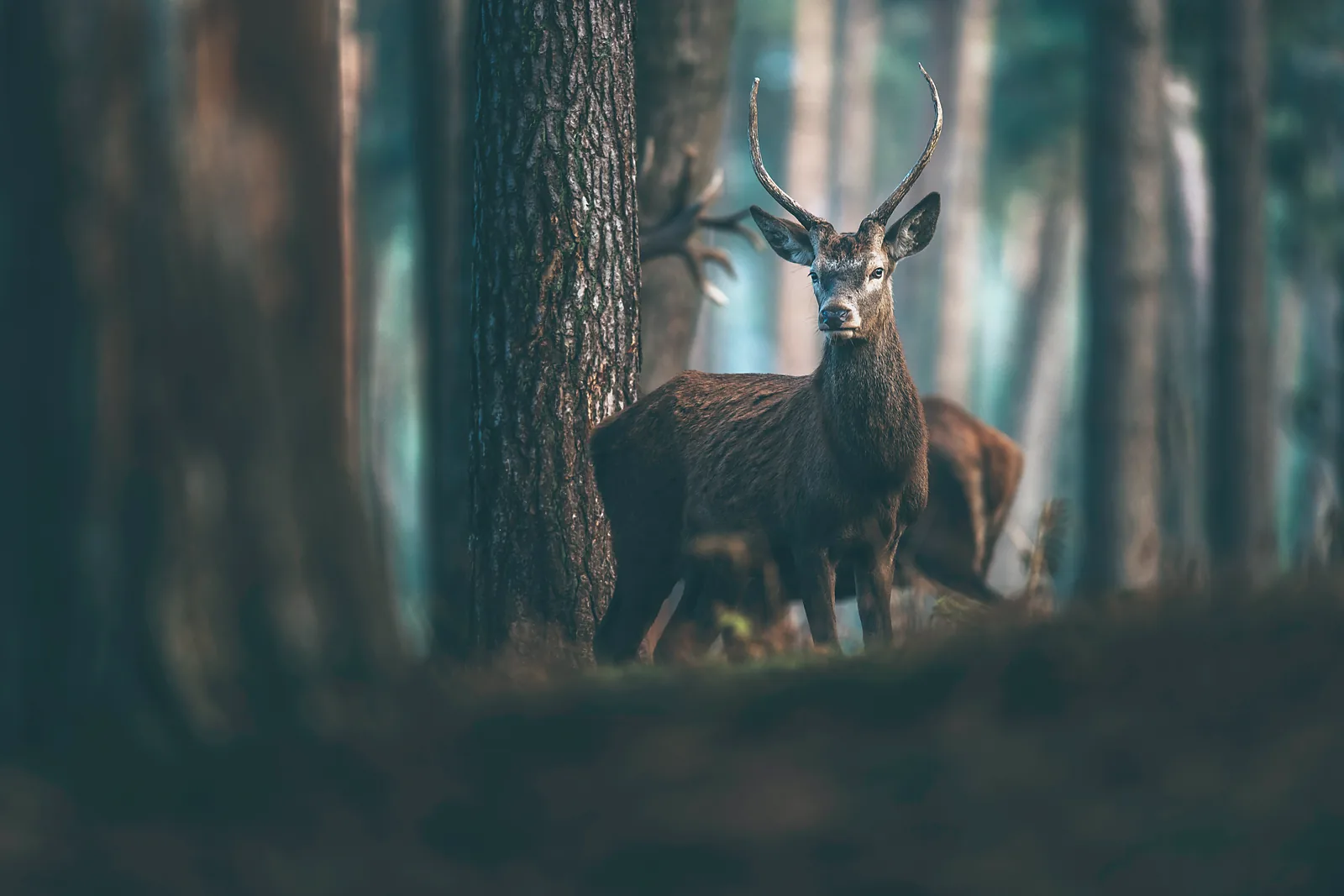 A red deer stag standing between dark pine trunks