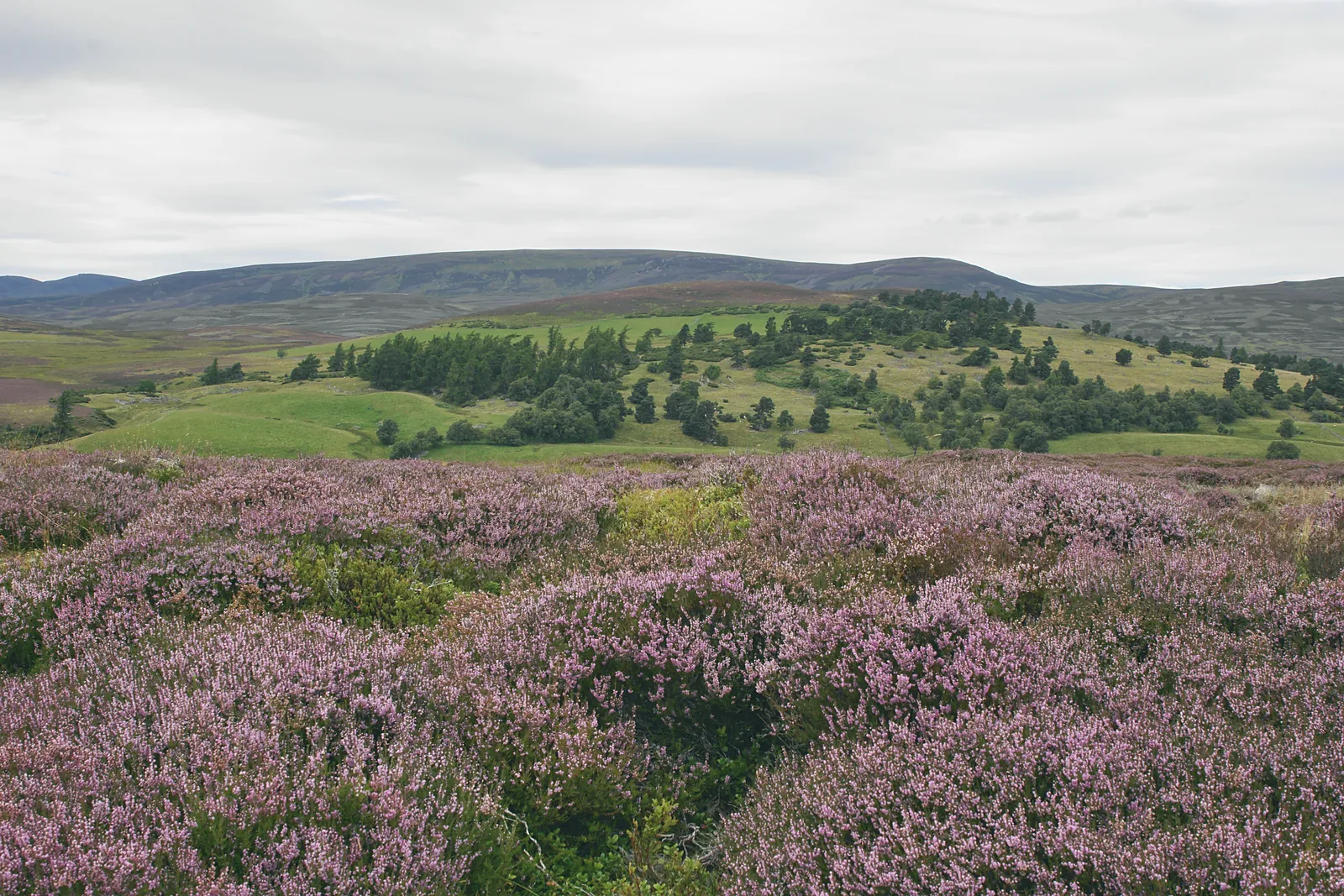 Purple heather in bloom on a hillside above a loch, hills beyond