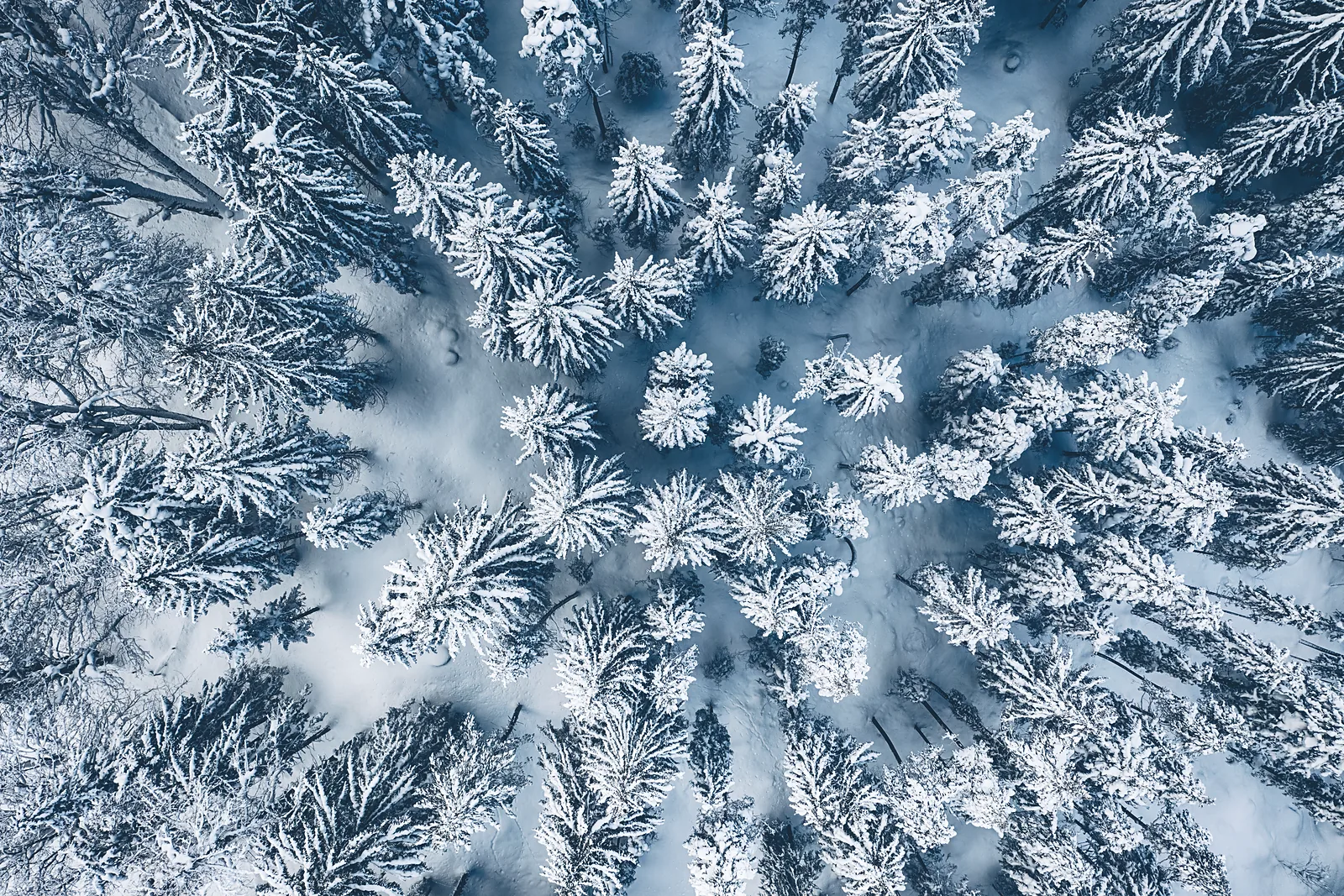 Snow-covered pine forest seen straight down from above