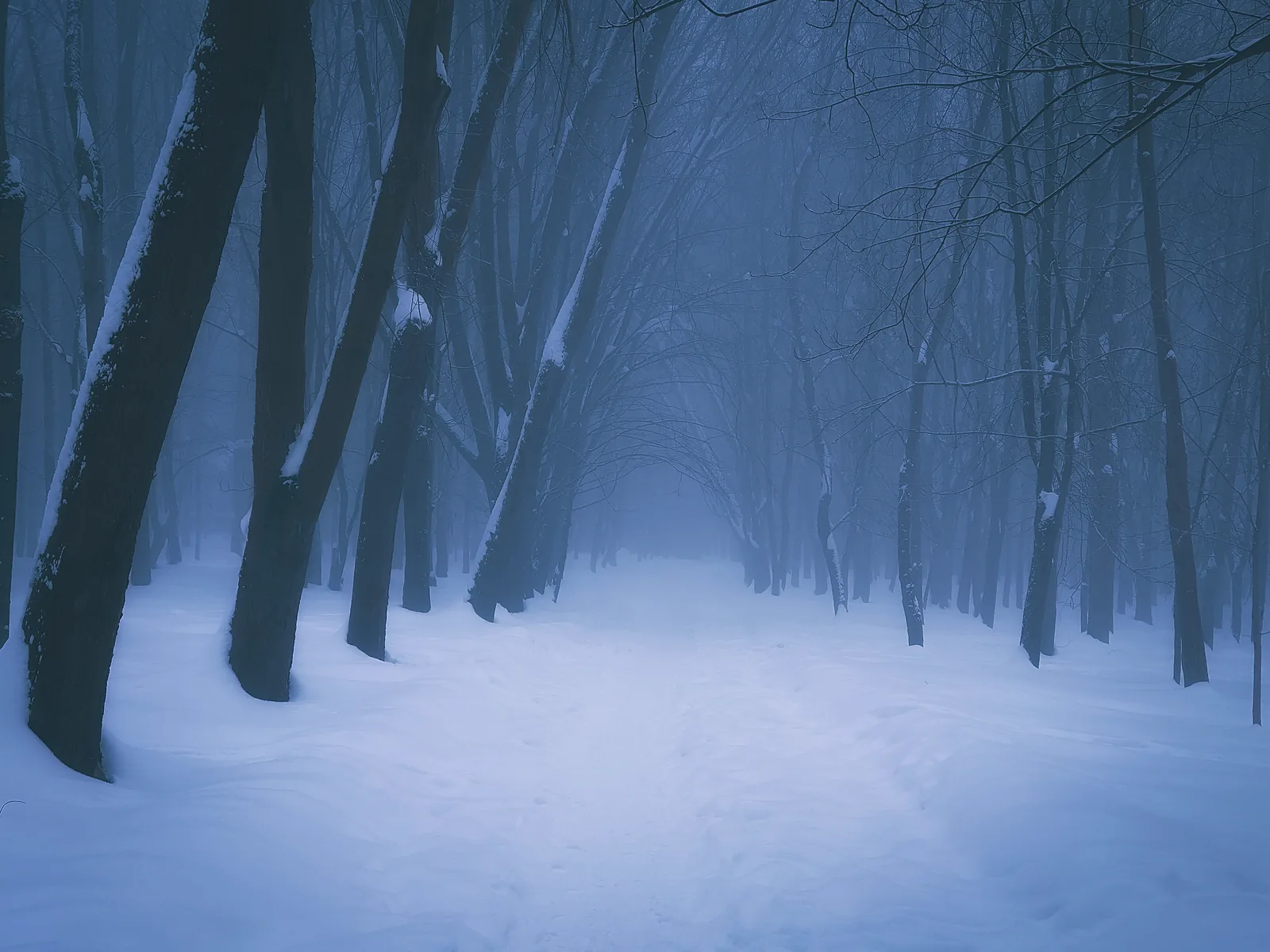 The woodland road in deep snow at blue dusk, dark pines either side