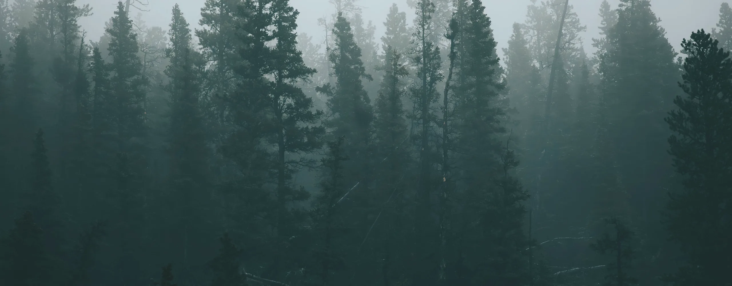 Spruce and pine on the ridge above Loch Ardvren in blue evening mist