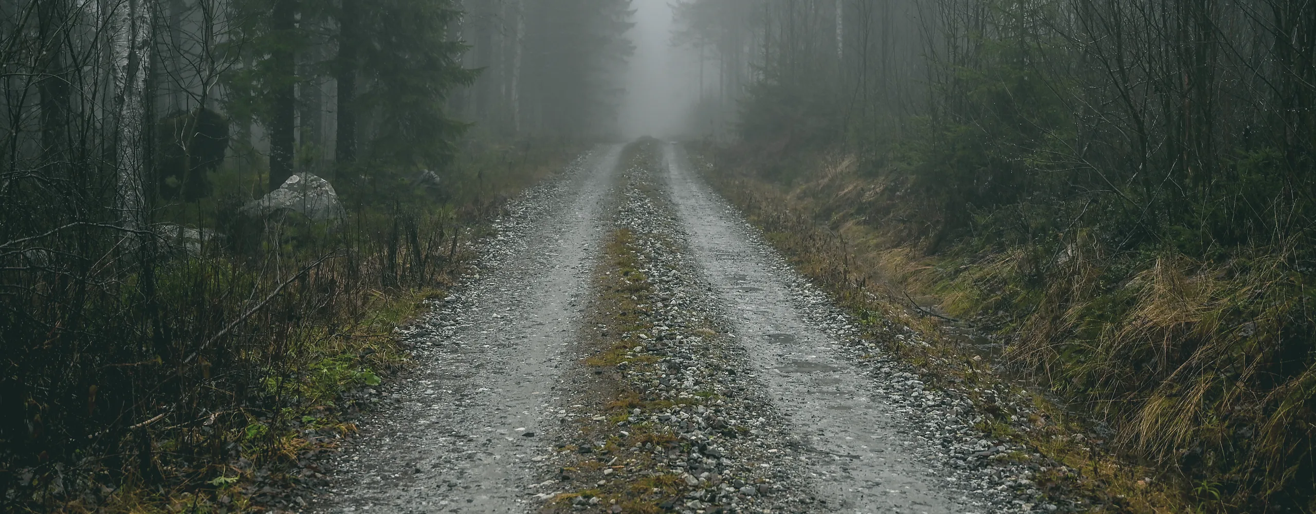 The estate road: a gravel track running straight into misty pine forest
