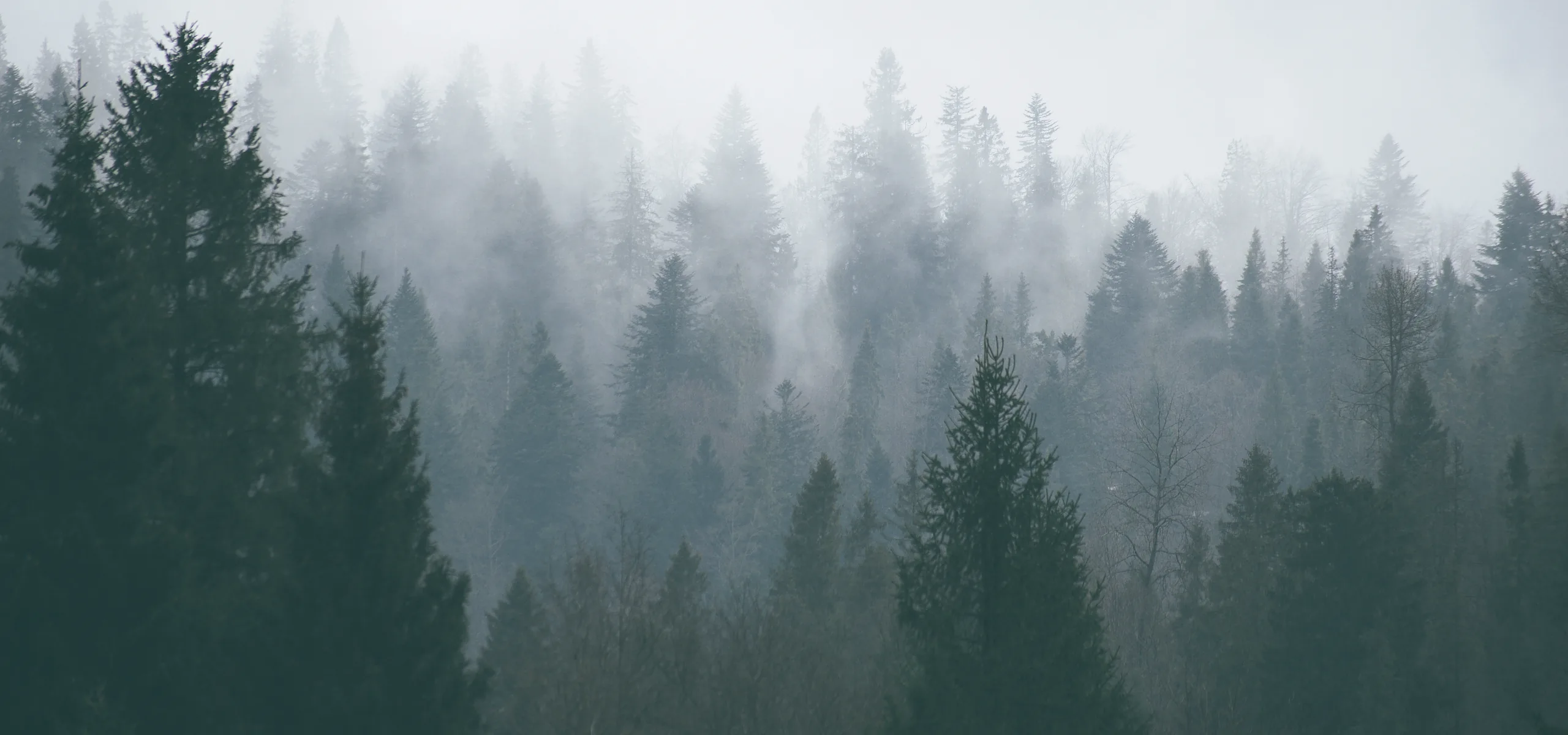 Scots pine forest on the slopes above Loch Ardvren in morning mist