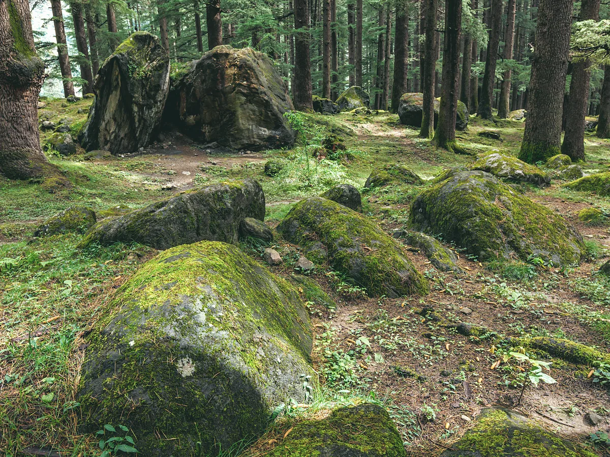 Ridge plot: mossed granite boulders between old pines on the slope above the loch