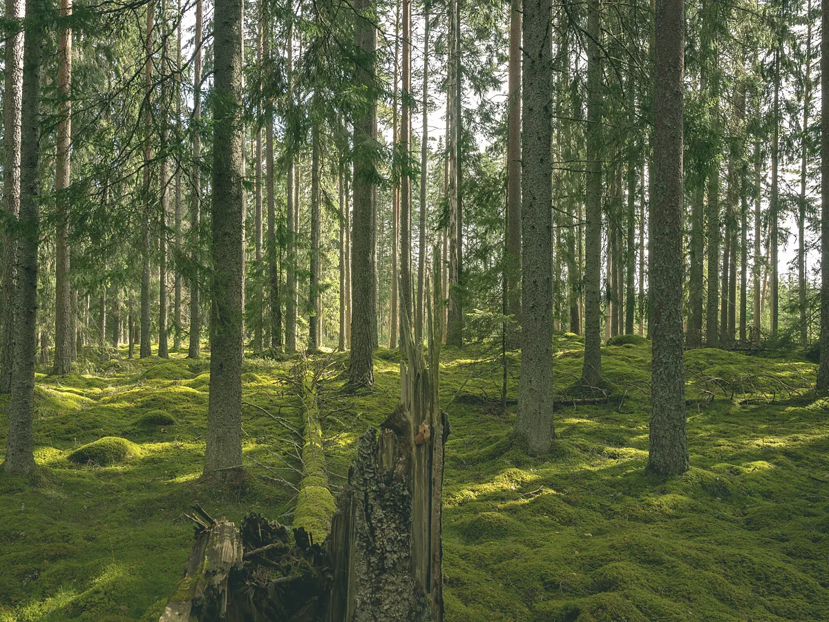 Woodland plot: straight Scots pine trunks over a floor of deep moss