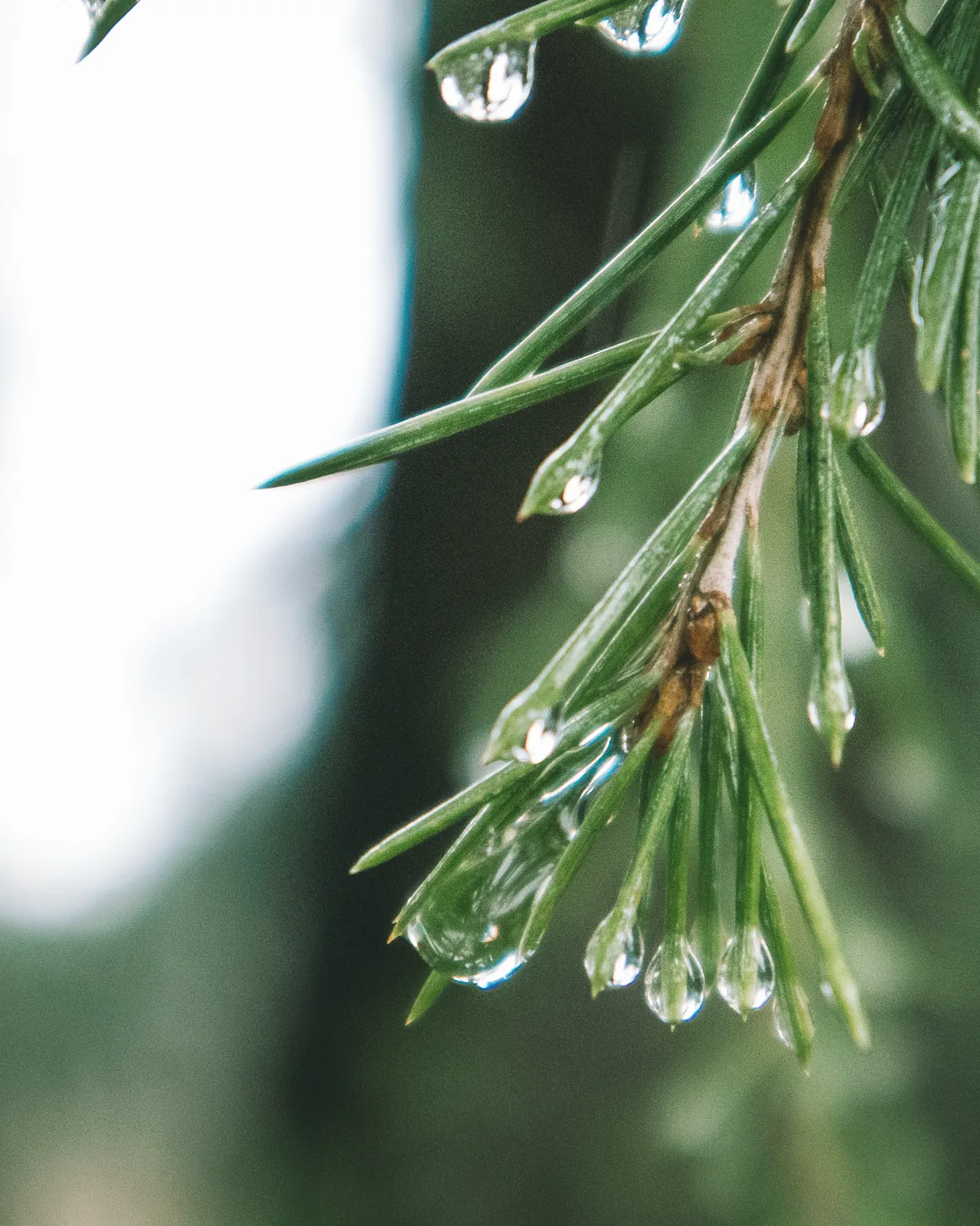 Rain held on the needles of a Scots pine branch