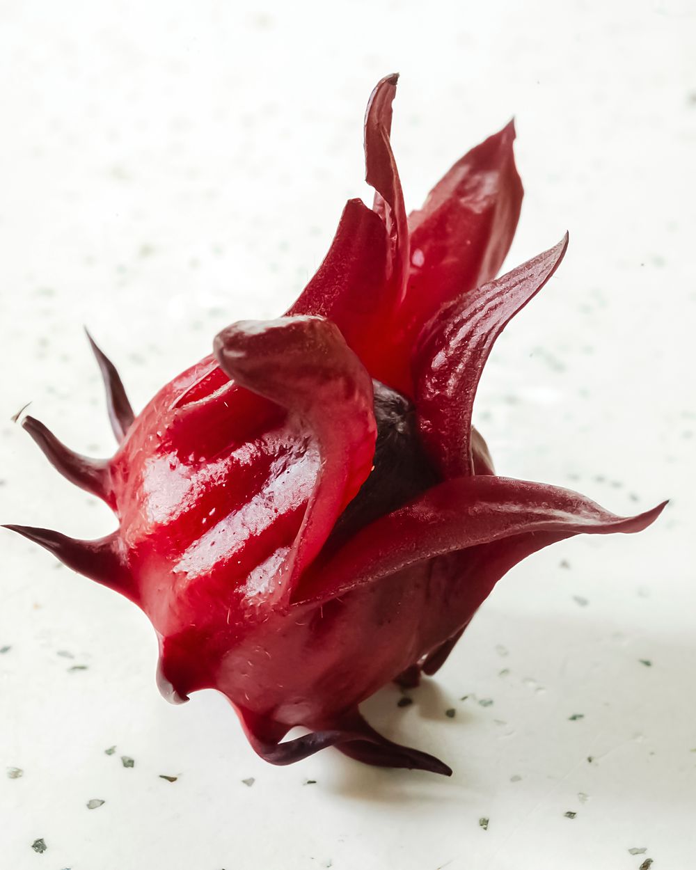 A single fresh roselle calyx, deep red, on a pale surface