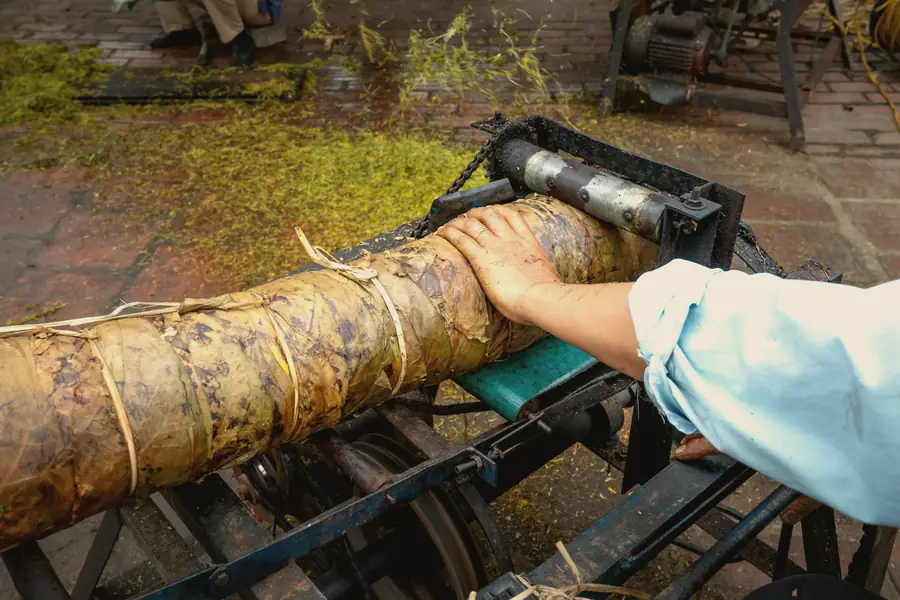 A hand rests on a long cloth bundle of tea being turned on a rolling machine