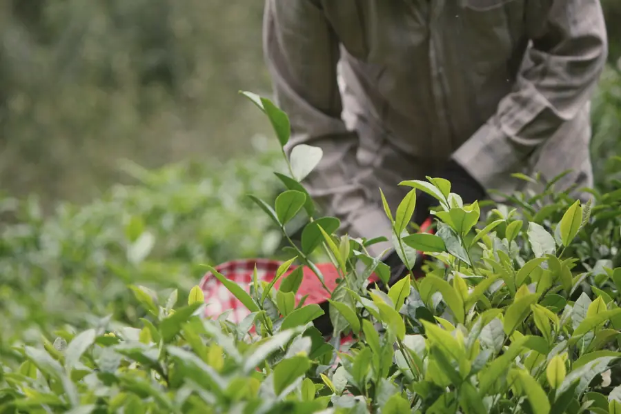 A picker, seen from the chest down, bends over the bushes with a red-checked basket