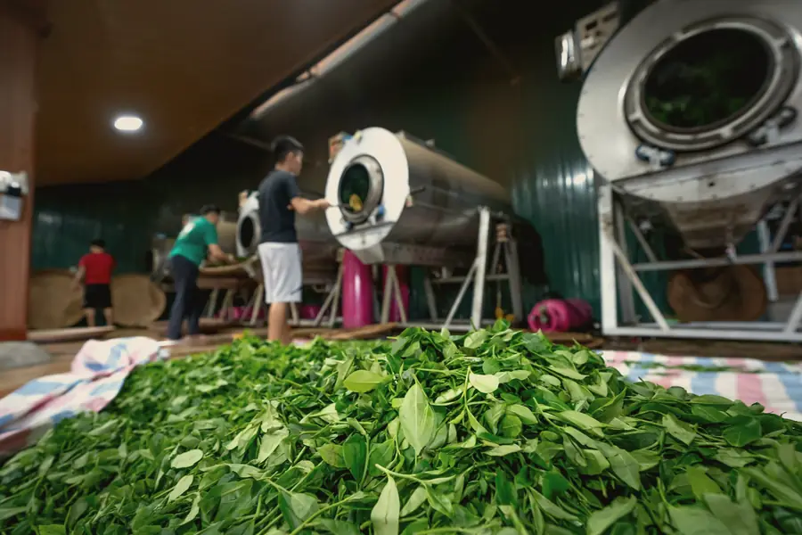 A heap of fresh green leaf in front of steel roasting drums, with workers loading them