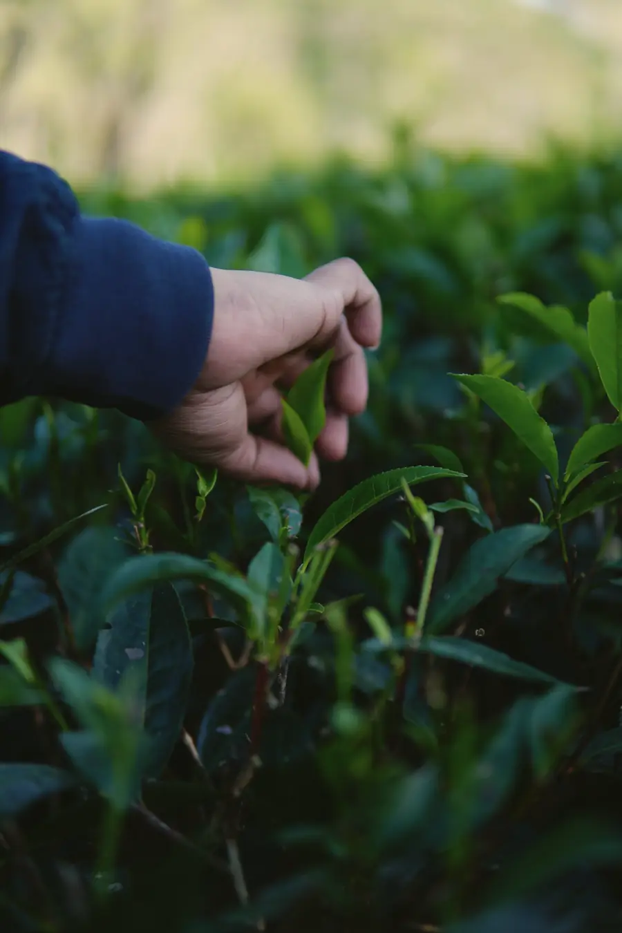 A hand in a dark sleeve plucks a young shoot from a tea bush