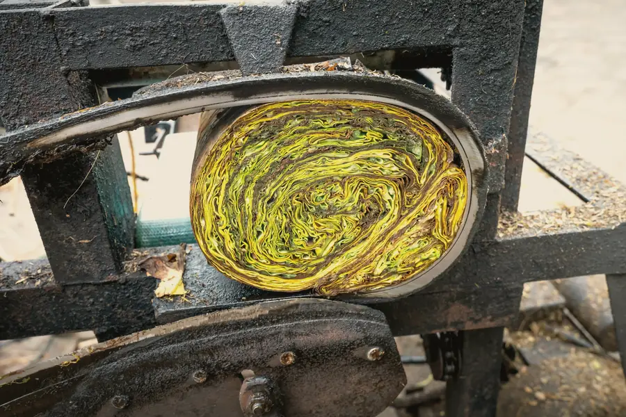 Inside a rolling press, a spiral of cloth-wrapped tea leaf is squeezed into a tight disc