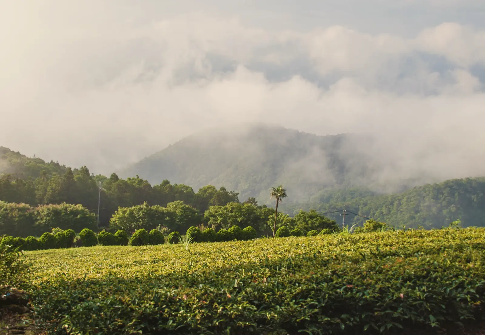 Tea rows along a ridge under a bank of low cloud, with forested mountains behind