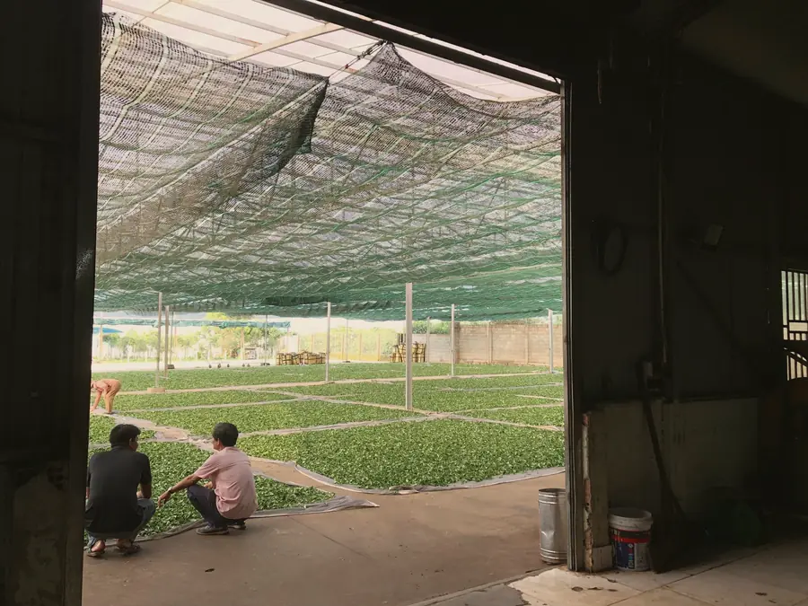 Two workers crouch at the edge of a wide floor of fresh leaf spread thin under green shade cloth
