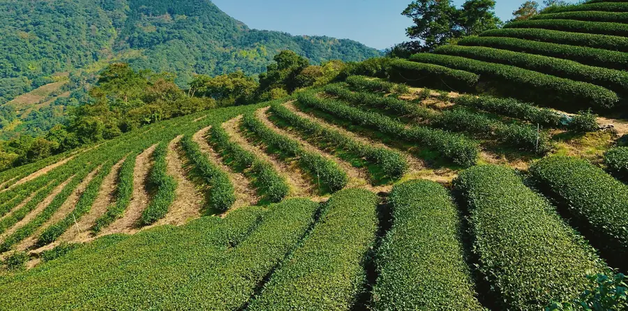 Curving terraces of tea bushes cut into a steep green hillside