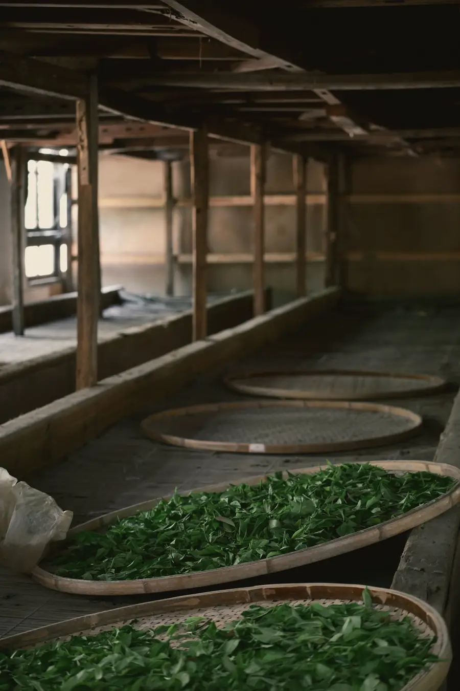 Round bamboo trays of green leaf stacked on wooden racks in a dim withering room