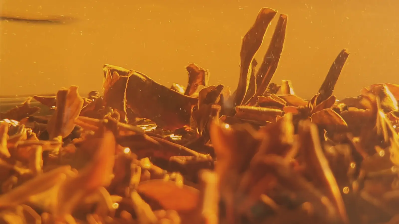 Macro of wet, opened oolong leaves standing in a pot, lit gold from behind
