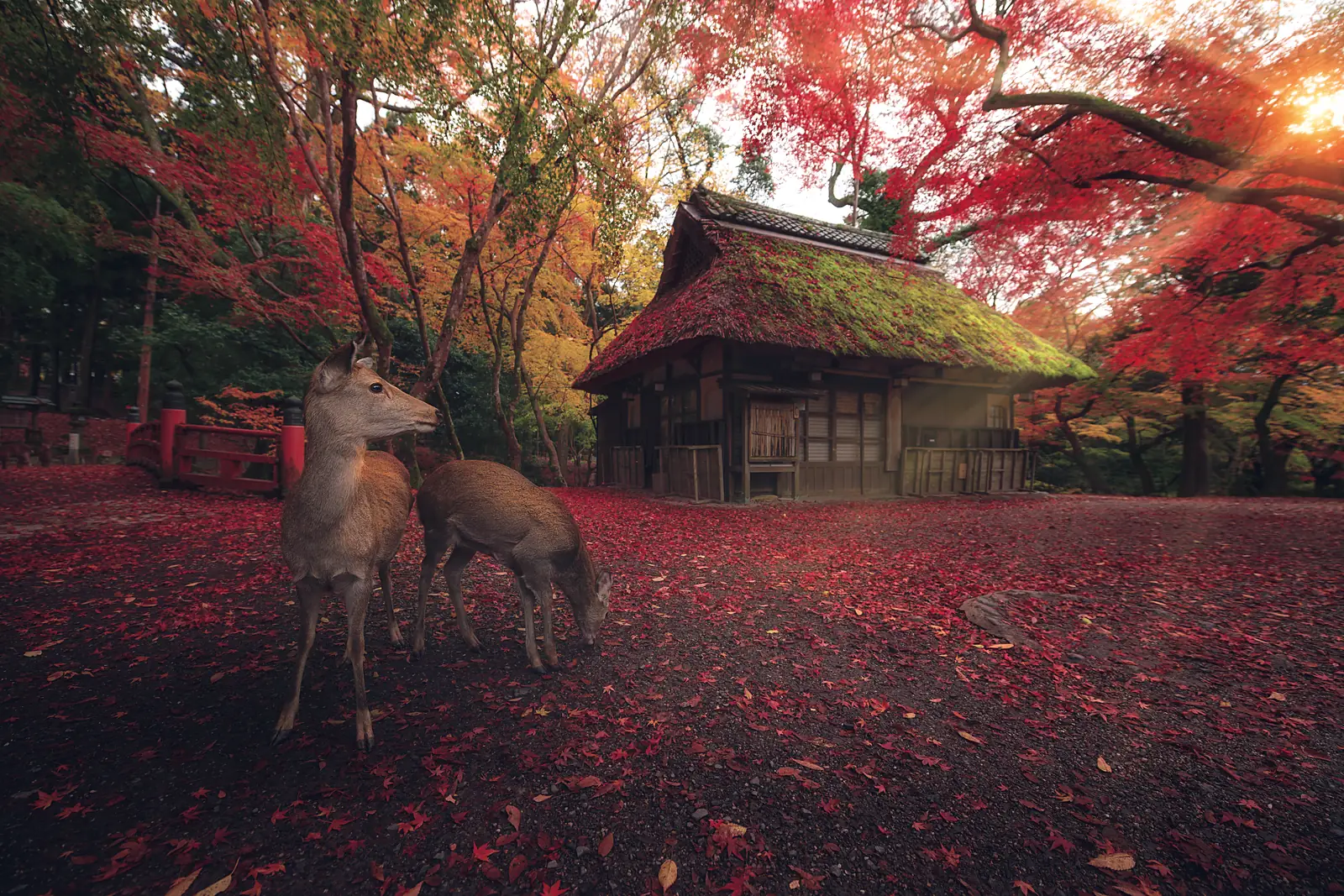 Deer among fallen maple leaves in Nara Park