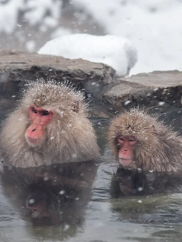 Japanese macaques bathing in a hot spring at Jigokudani as snow falls